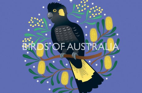 Black Cockatoo Birds of Australia