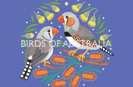 Zebra Finches Birds of Australia